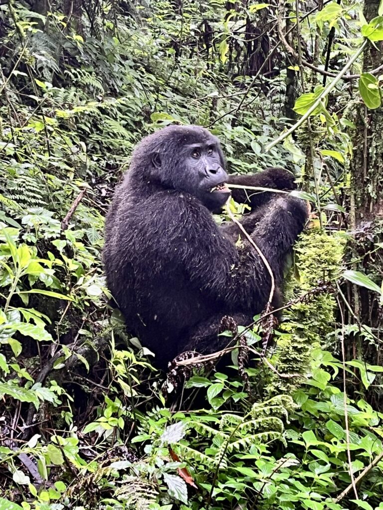 A mountain gorilla sitting amidst dense green foliage in a rainforest, chewing on a plant stem while glancing sideways.